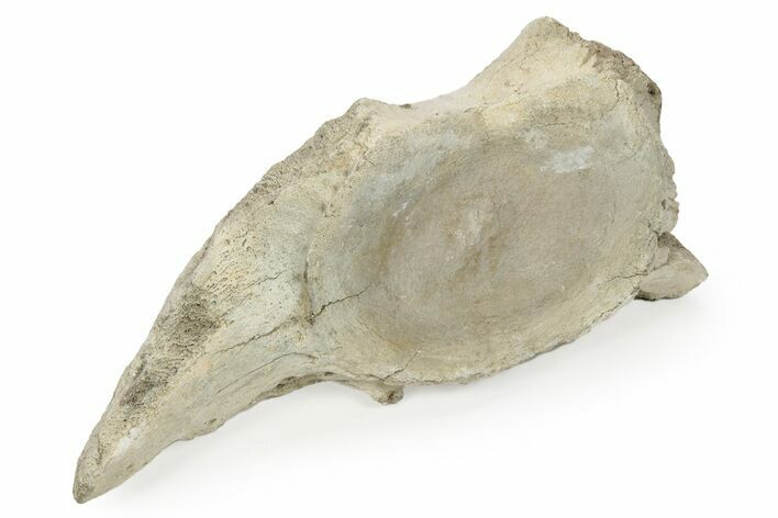Fossil Whale Cervical Vertebra - Yorktown Formation #237623